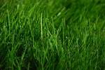 Tips for Growing Green Lawns Why the Grass is Greener