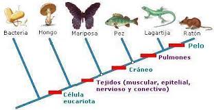 El eosinopteryx, el nuevo fraude de dino-ave en la teoría de la evolución Images?q=tbn:ANd9GcT69UXW5lY2j7tgurkVBWXNqxrK4pPlCai_Sz7QuOwGDXdKGruGSQ