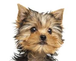 ヨークシャーテリア犬