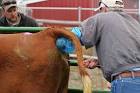 Insemination cow