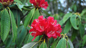 Image result for rhododendron in nepal