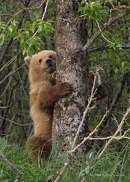 תמונה קשורה