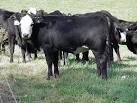 Feeder Cattle Price: Latest Price Chart for Feeder Cattle