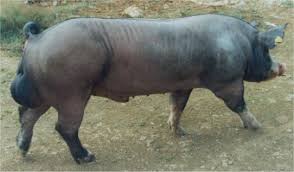 Resultado de imagen para ganado porcino