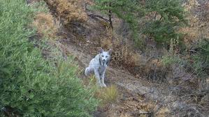 ¡Sorprendente! Lince Ibérico Blanco Captado en Jaén, ¿Albino o Estrés?