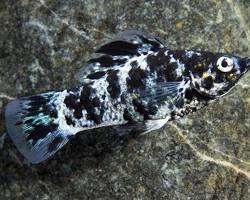 Image of Dalmatian Molly fish