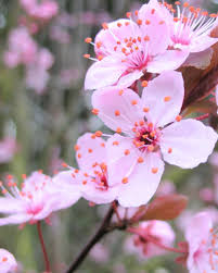 Hasil gambar untuk gambar bunga sakura