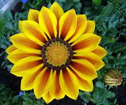 Szimmetrikus-aszimmetrikus alakzat