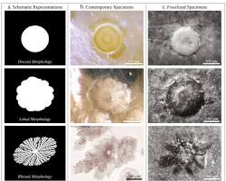 Image of Rhizoid bacterial colony