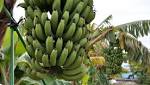  A Banana Grown At Subzero Temps Also Has An Edible Peel