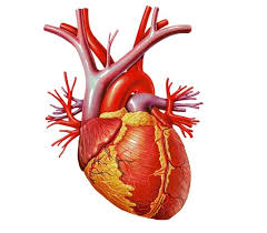 http://ntic.educacion.es/w3/eos/MaterialesEducativos/mem2003/todocorazon/