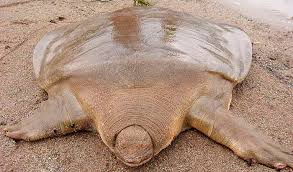 Resultado de imagem para tartaruga gigante