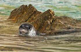 Αποτέλεσμα εικόνας για εικόνες για Σκιάθο Μνημούρια