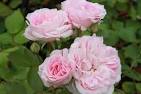 Canadian Series Roses, Eh? on Pinterest Roses, Fragrance and