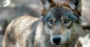 Colorado has no plans to reintroduce more gray wolves this winter, state wildlife officials announce