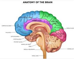 Human brain