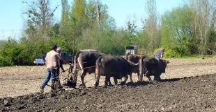 Résultat de recherche d'images pour "vaches brabant"