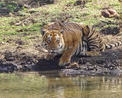 Image of Mudumalai National Park