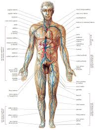 Resultado de imagen para cuerpo humano