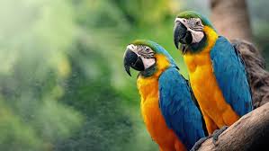 Image result for macaw parrot hd