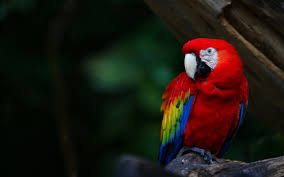 Image result for macaw parrot hd