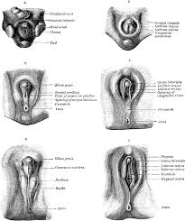 Image result for how to insert male organ into female organ