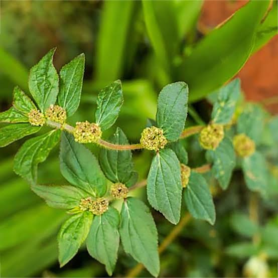 Euphorbia hirta (Asthma Plant Live) | Medicinal Plant Live | Asthma Weed |  Betel Vine Plant | Ayurvedic Herbal Plant | Live Plant with Pot - Gachwala