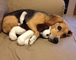 dog cuddling with a stuffed animalの画像