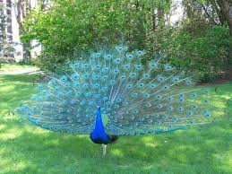 Image result for image for peacocks blue