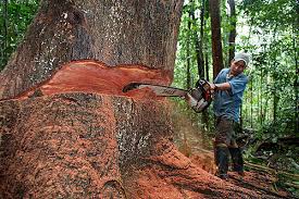 Resultado de imagen de destruccion de bosques