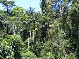 Resultado de imagen para fotos region amazonica