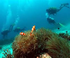 Image result for ABOUT KAPAS ISLAND