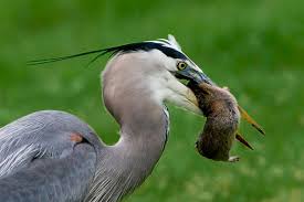 Image result for pocket gophers