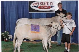 Image result for belgian blue bull meat