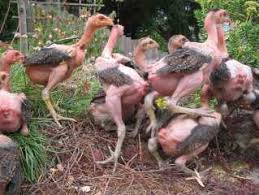 Nuôi gà theo hướng trụi lông !