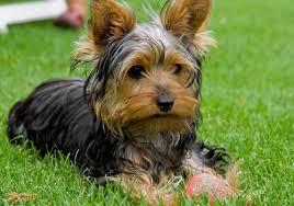 Resultado de imagem para imagens do cachorro yorkshire
