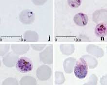 Hình ảnh về Plasmodium knowlesi