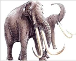 Image of ช้างสเตโกดอน ซากดึกดำบรรพ์
