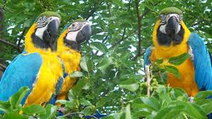 Image result for macaw parrot hd