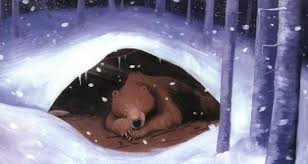 Image result for bear hibernation