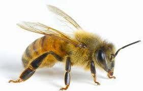 Resultado de imagen de imagenes de abejas reinas