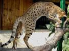 Chat serval caractere