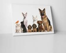 canvas print of a pet photoの画像