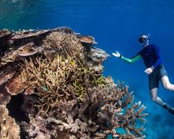 group of marine biologists working on a coral reef conservation project on the Great Barrier Reef