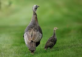 Image result for hairless turkeys