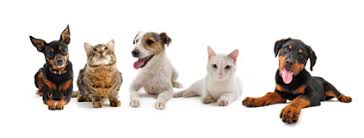 Résultat de recherche d'images pour "cats and dogs living together pictures"