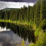 Forestry - The Canadian Encyclopedia