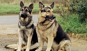 Image result for images on dogs