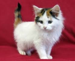 Image result for cats