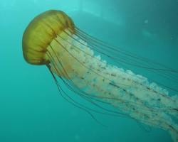 Image of Sea Nettle (Chrysaora fuscescens)
